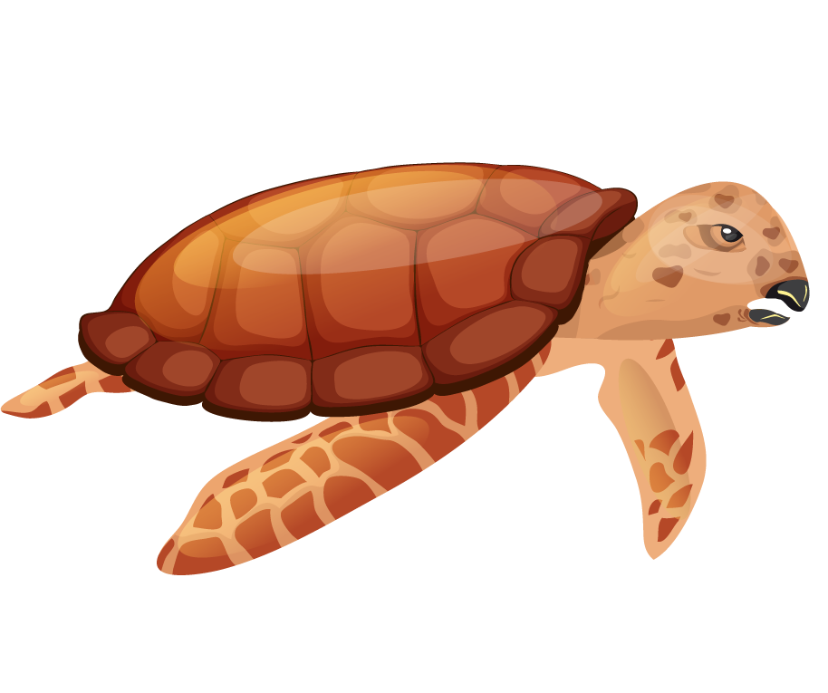 turtle species icons colored modern sketch