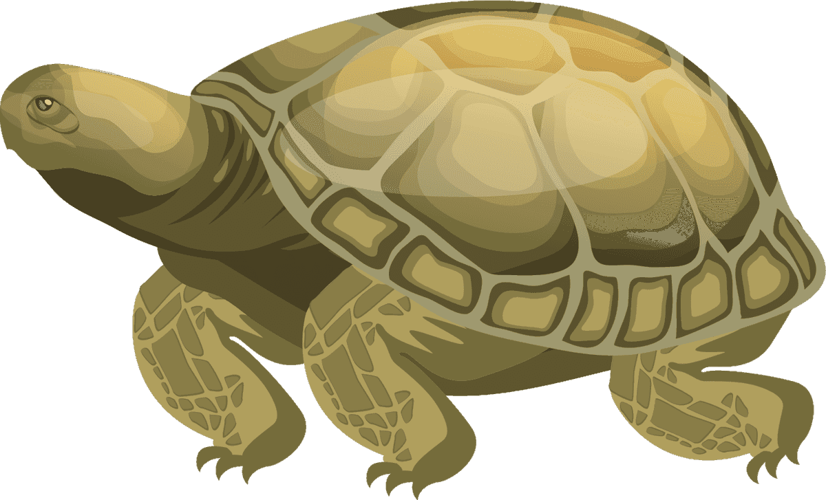 turtle species icons colored modern sketch