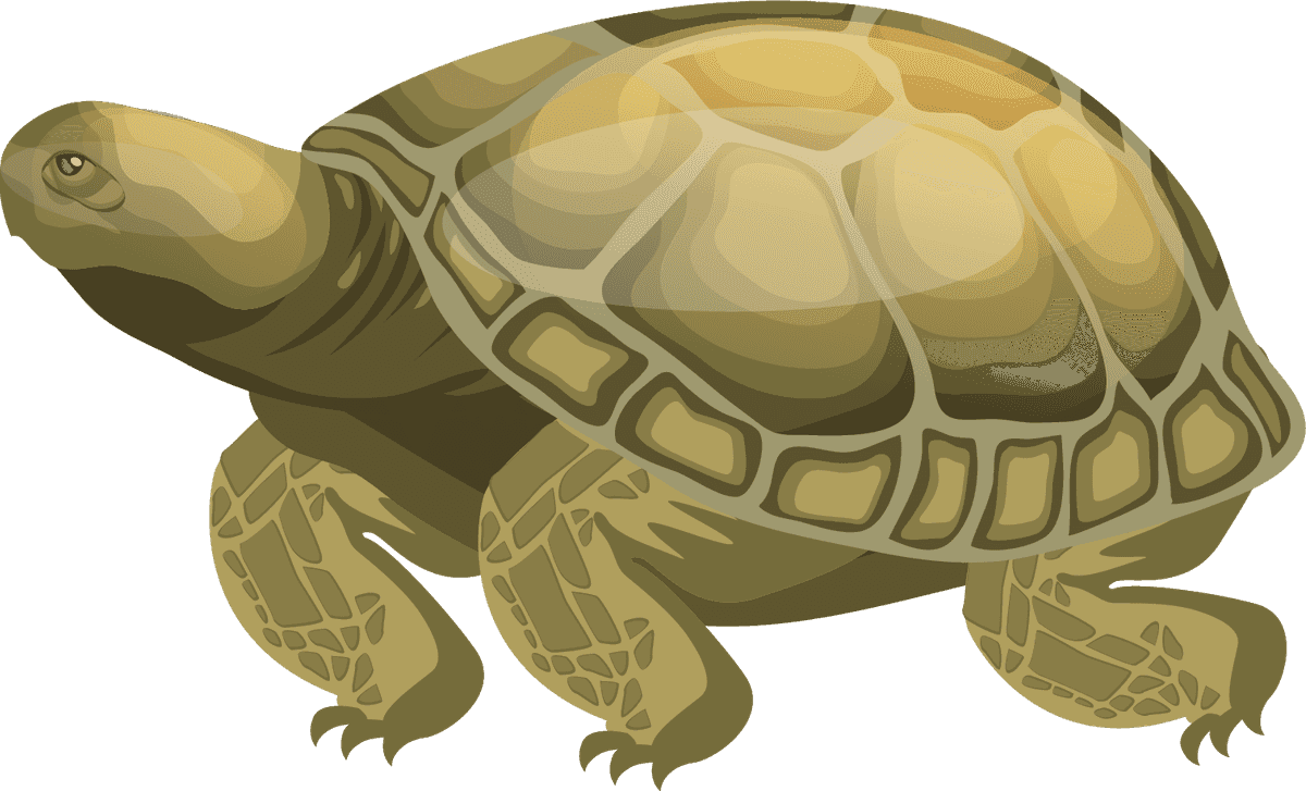 turtle species icons colored modern sketch