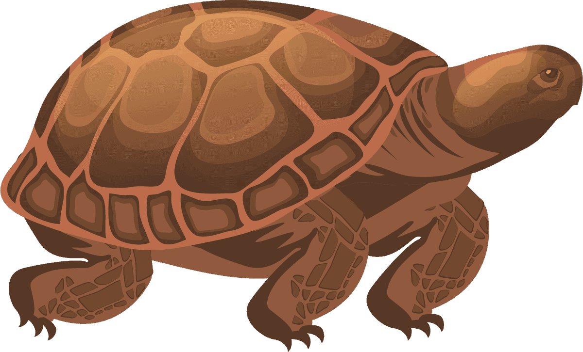 turtle species icons colored modern sketch