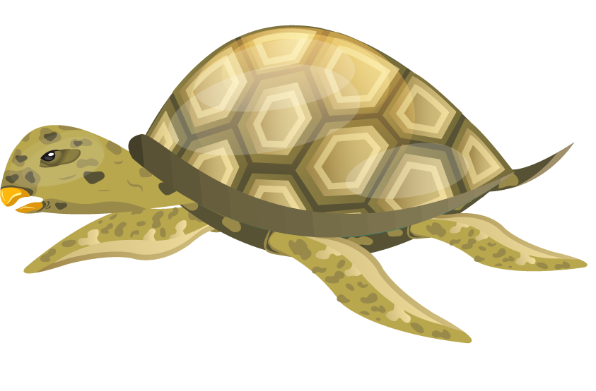 turtle species icons colored modern sketch