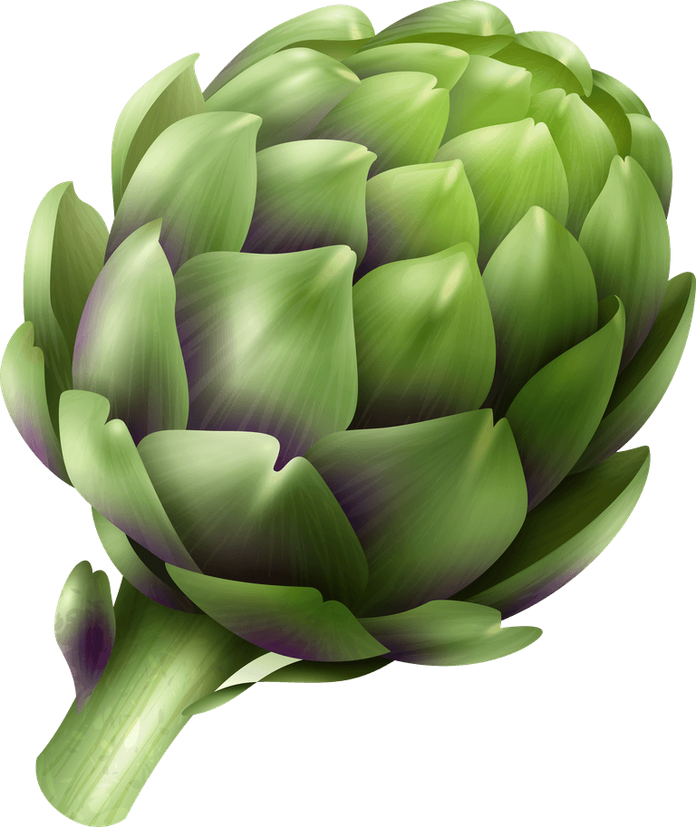 vegetable vegetables transparent set featuring realistic artichoke illustrations for creative projects