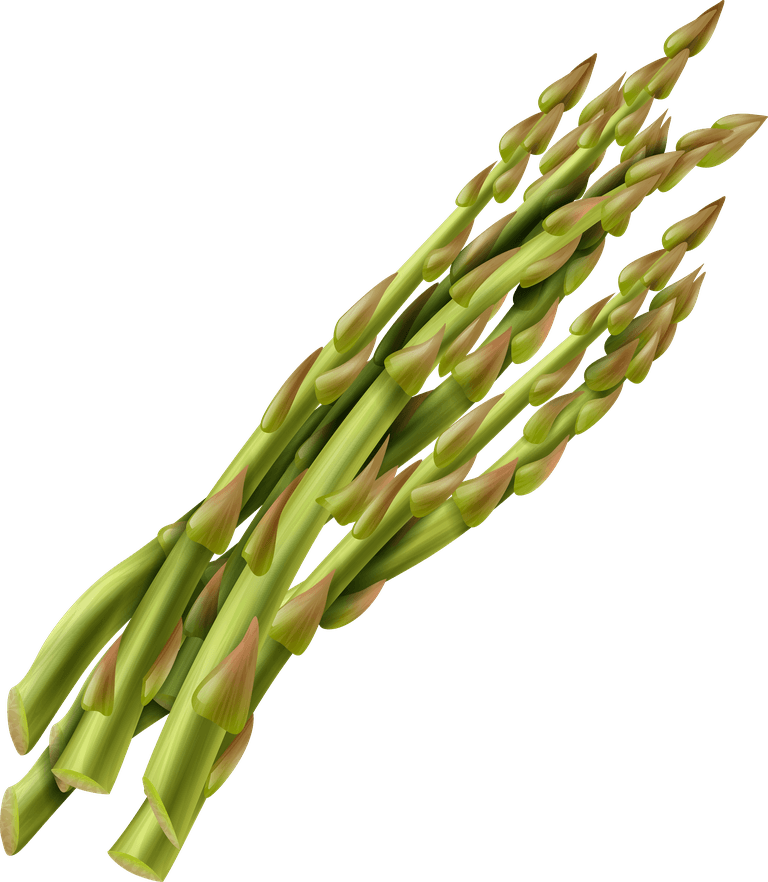 fresh vegetable vegetables transparent set of asparagus for healthy recipes