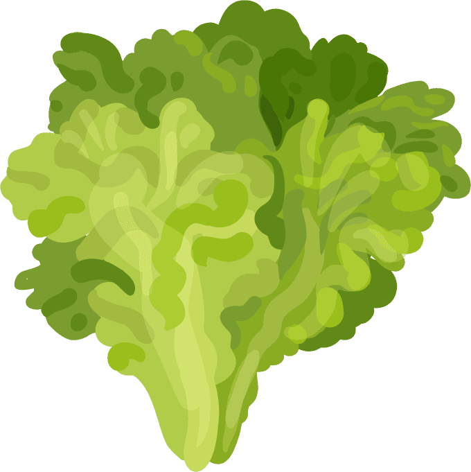 vegetables herbs illustration elements