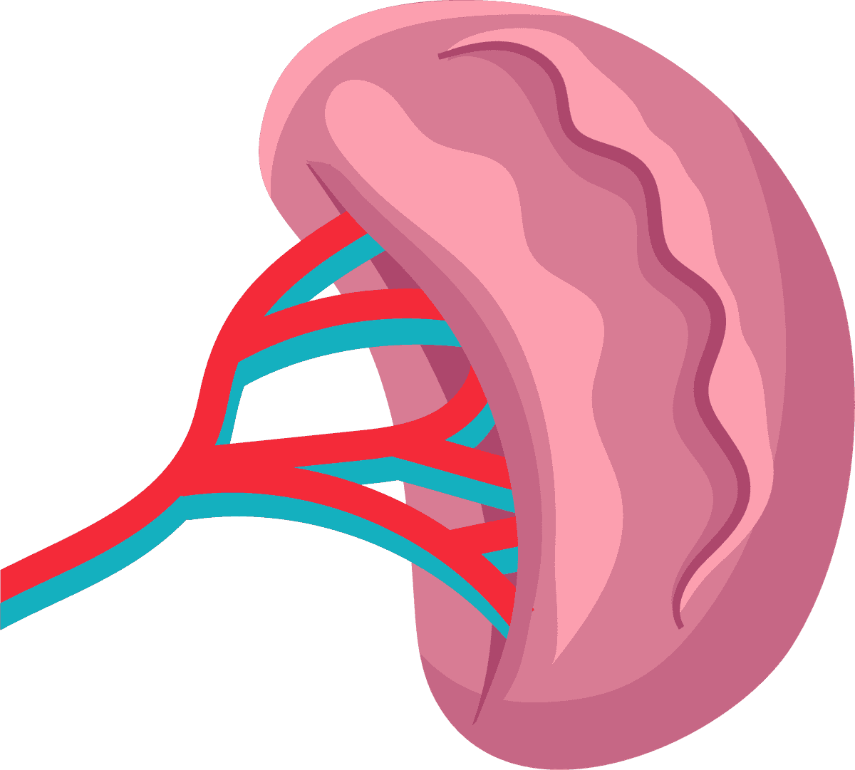 viscera human organs flat icons set