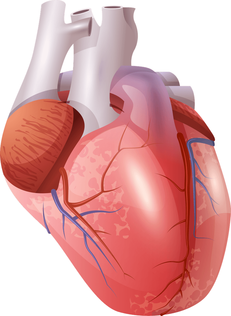 viscera human organs set with detailed anatomy for educational purposes and medical illustrations