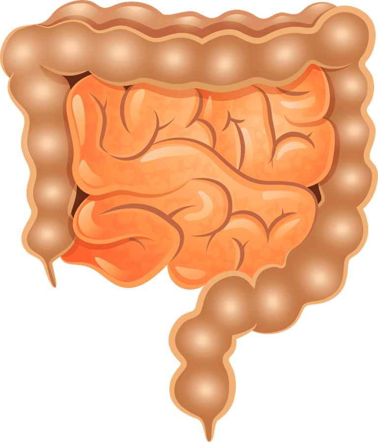 viscera human organs set illustration for educational purposes in vibrant colors