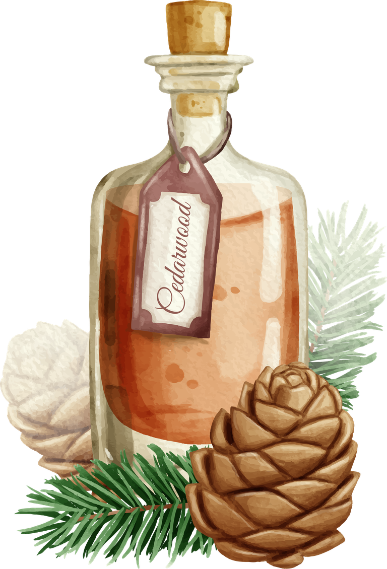watercolor essential oil bottle collection with cedarwood and pine cones for natural wellness