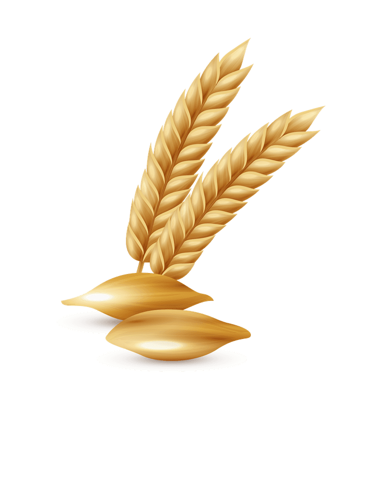 wheat agricultural cereals set featuring stylized golden wheat ears and grains