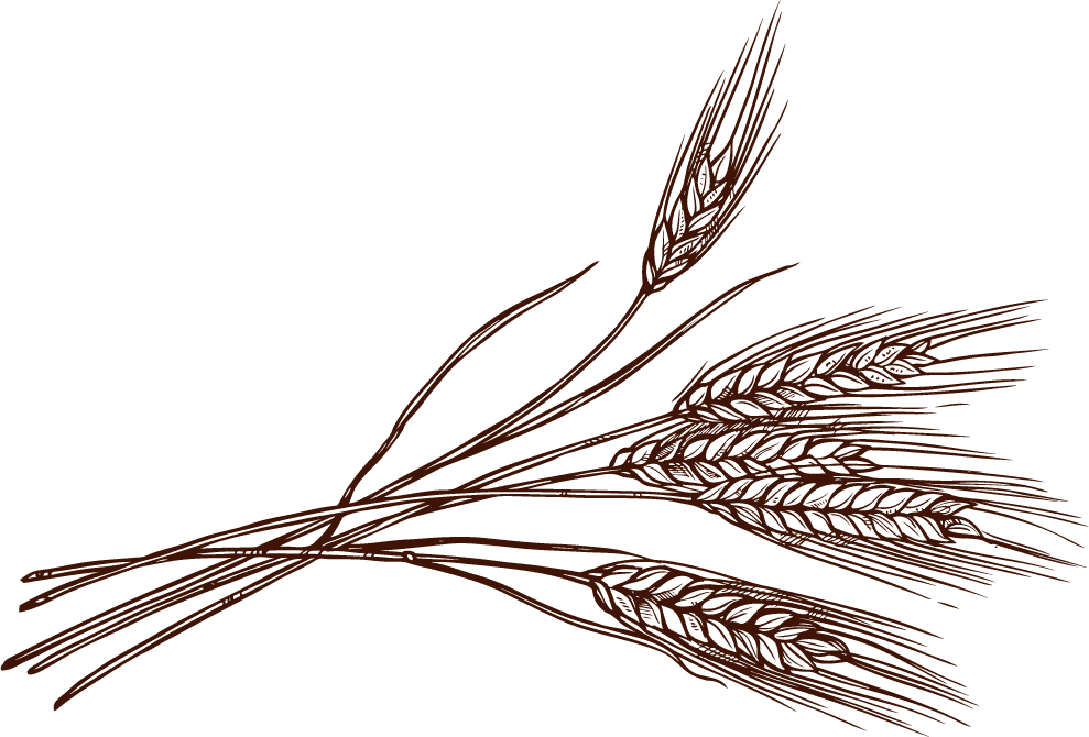 elegant wheat sketch for eco-friendly packaging