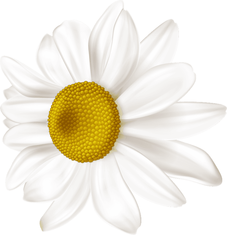 white chrysanthemum realistic chamomile flowers set