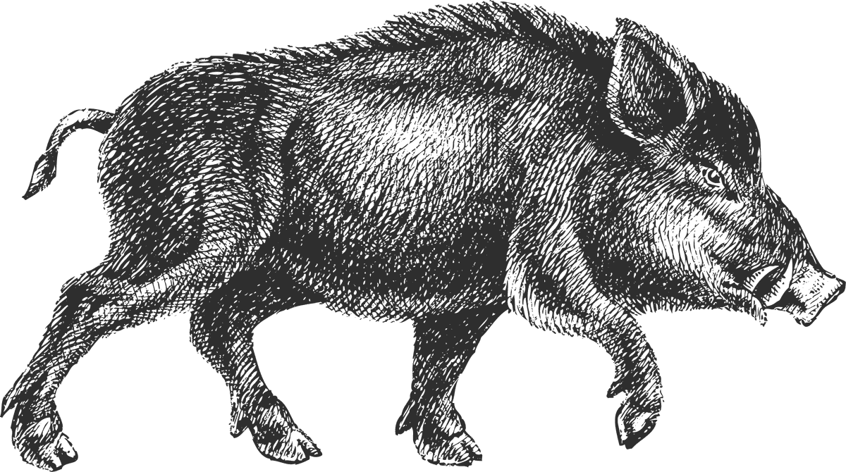 wild boar handpainted animals vector artwork for nature-inspired projects and decor