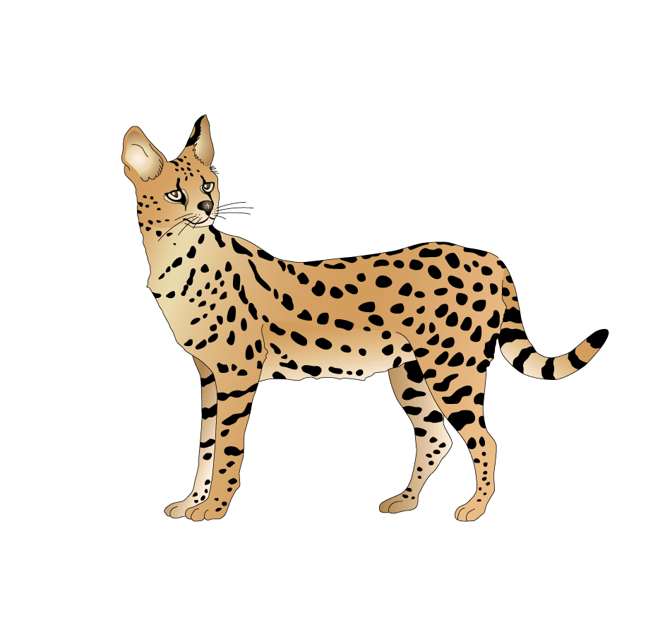 wild cat animal models and silhouette vector