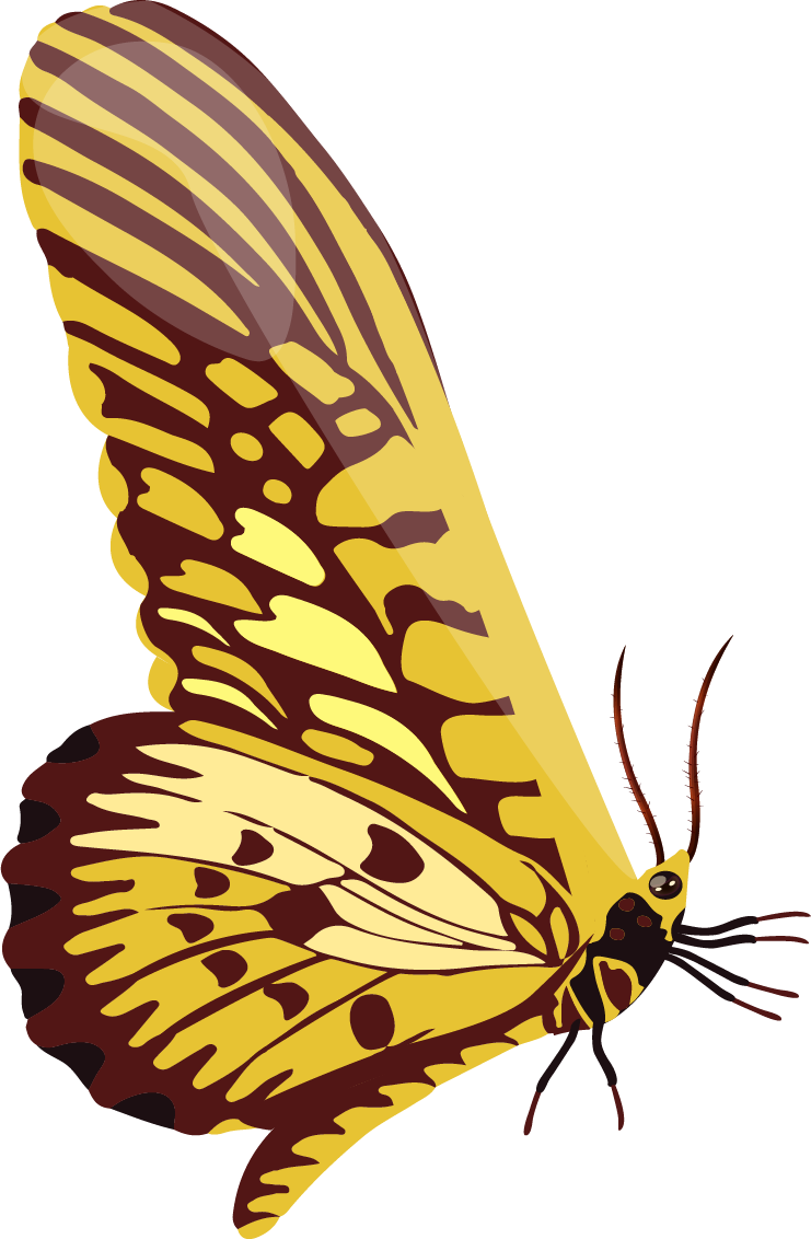 wild insects icons colorful butterfly illustrations for nature-themed projects and educational use