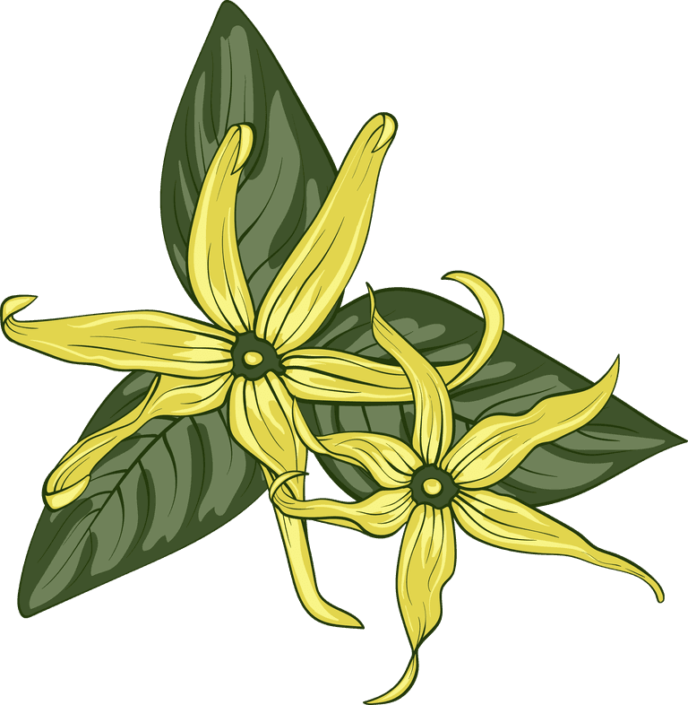 ylang ylang detailed essential oil herb pack