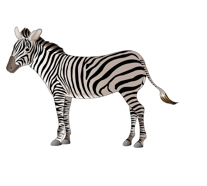 zebra animal models and silhouette vector