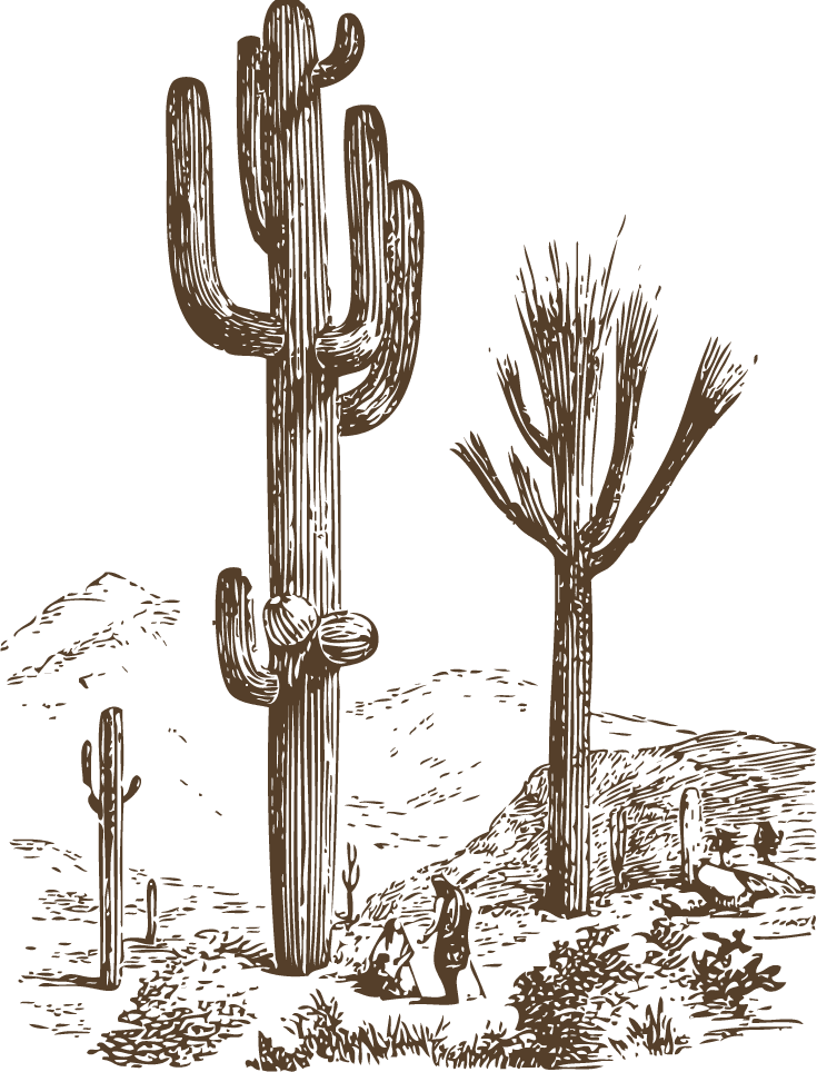 vintage cactus illustrations with detailed etching style and botanical accuracy 
