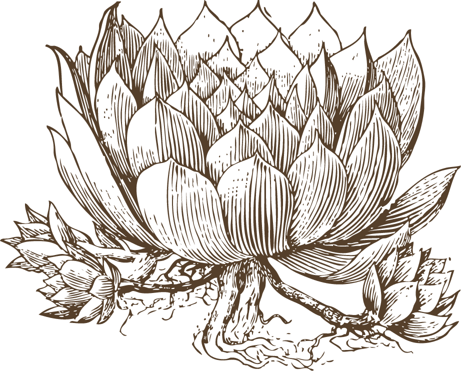 vintage cactus illustrations with detailed etching style and botanical accuracy 