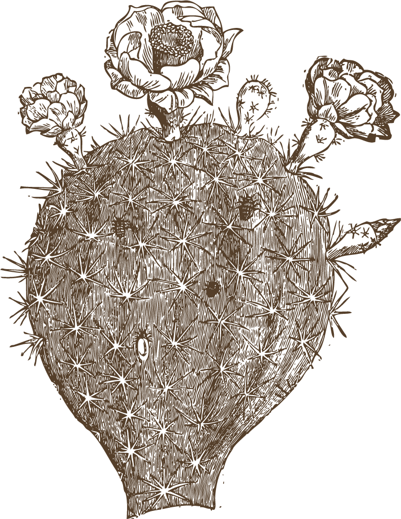 vintage cactus illustrations with detailed etching style and botanical accuracy 