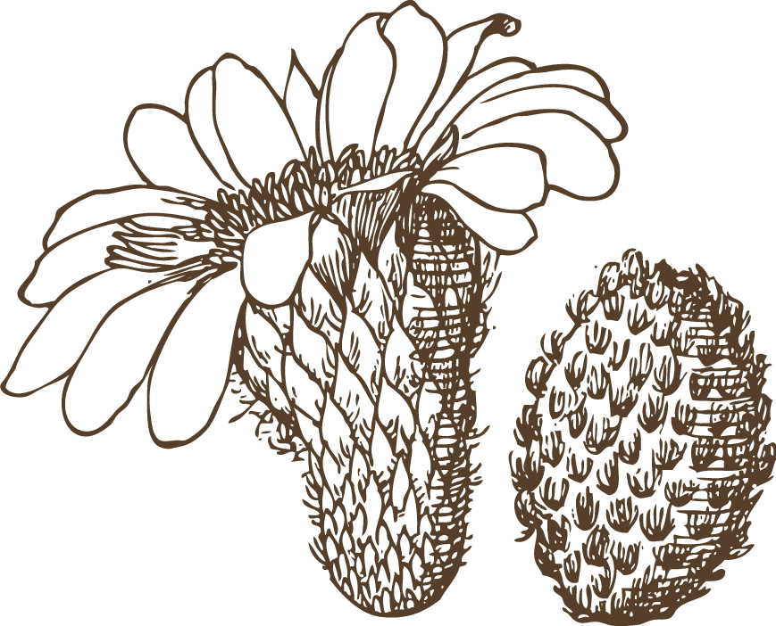 vintage cactus illustrations with detailed etching style and botanical accuracy 