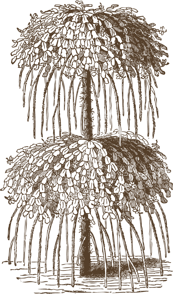 vintage cactus illustrations with detailed etching style and botanical accuracy 