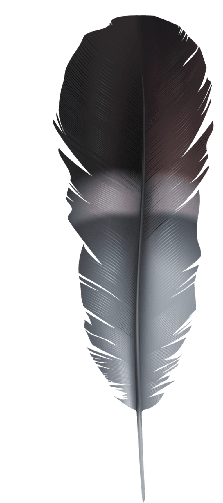 free Detailed colorful realistic feather of vector 881980