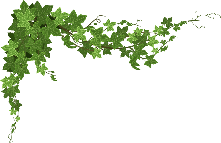 ivy climbing plant composition with star shaped leaves rows ripe leaves