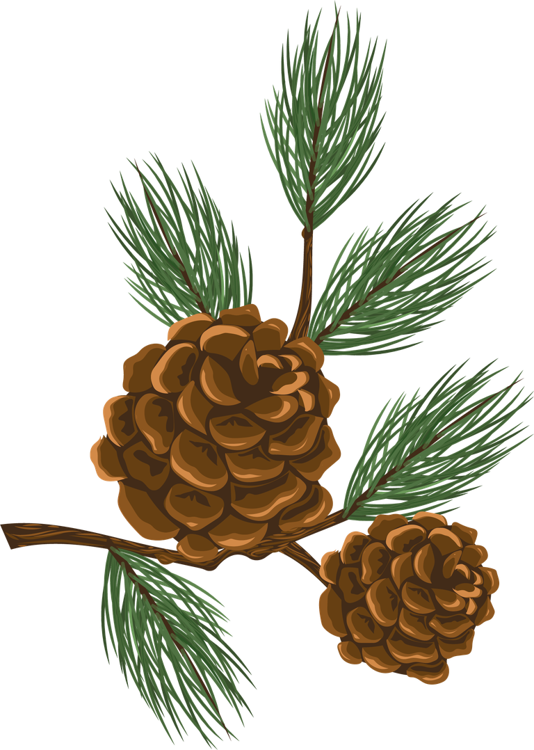 pine elements leaf seed flower sketch
