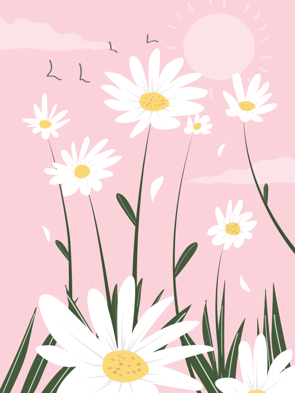 spring daisy flowers with pink background