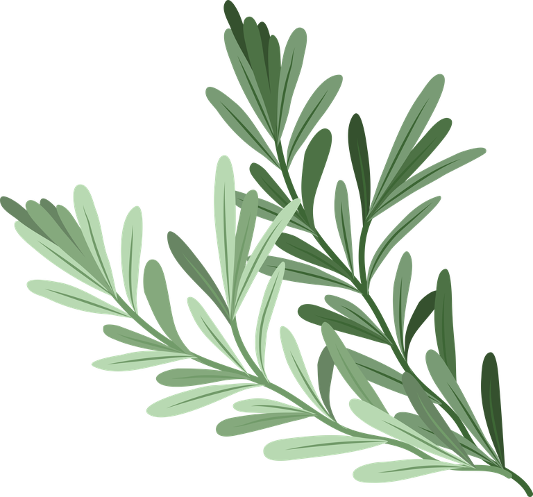 rosemary detailed essential oil herb collection