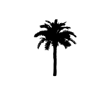 boldpalm-tree-silhouette-349980