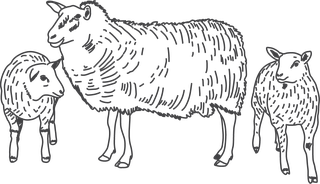 butchershop-blackboard-cut-of-beef-meat-set-116430