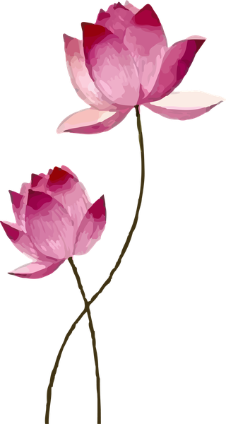 clipartpink-lotus-flower-vector-bontanical-932756