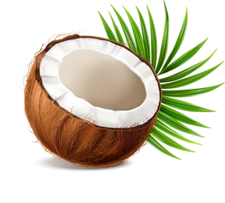 copracoconut-realistic-set-with-nut-segments-flesh-pieces-jar-milk-powder-dry-flakes-palm-leaves-960193