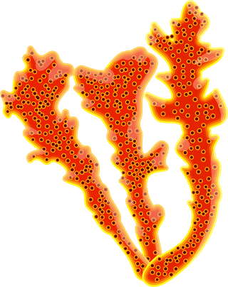 differencetype-of-colorful-coral-illustration-994625