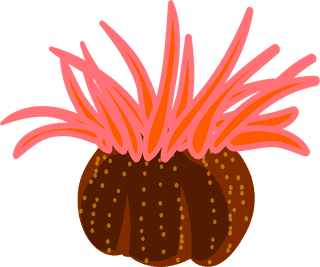 differencetype-of-colorful-coral-illustration-10948