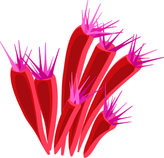differencetype-of-colorful-coral-illustration-975143