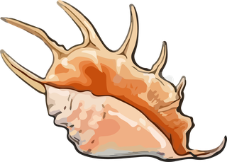 differentsets-of-sea-mollusks-sea-snail-beautiful-vector-644673