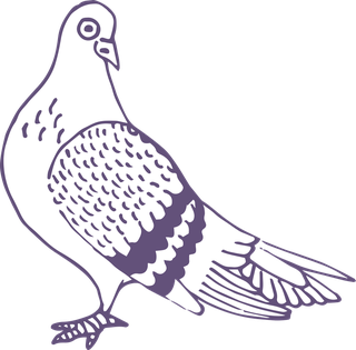 dovepigeon-in-sketch-style-for-any-kind-of-this-city-bird-related-project-116154