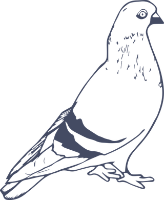 dovepigeon-in-sketch-style-for-any-kind-of-this-city-bird-related-project-423026