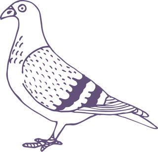 dovepigeon-in-sketch-style-for-any-kind-of-this-city-bird-related-project-937962