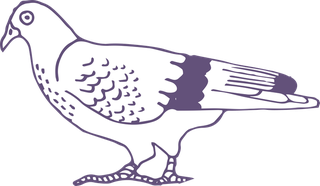 dovepigeon-in-sketch-style-for-any-kind-of-this-city-bird-related-project-447981