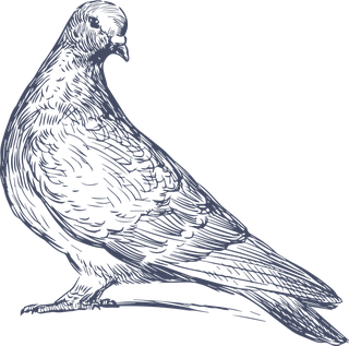 dovepigeon-in-sketch-style-for-any-kind-of-this-city-bird-related-project-368292