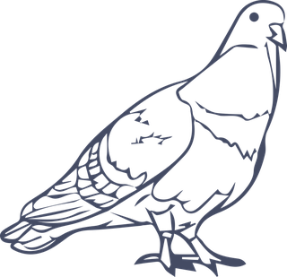 dovepigeon-in-sketch-style-for-any-kind-of-this-city-bird-related-project-450043