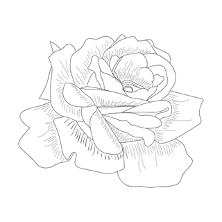 eleganthand-drawn-florals-for-invitations-and-cards-833043