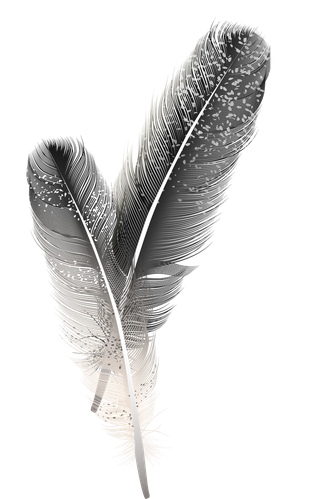 detailedcolorful-realistic-feather-of-different-birds-833366