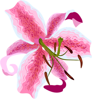 flowersicons-branch-petals-sketch-classical-colorful-design-73008