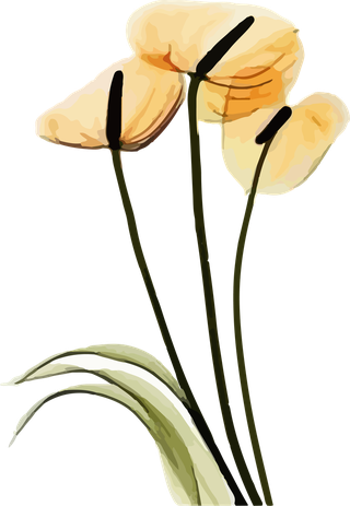 flowersplants-bontanical-watercolor-vector-cover-363905