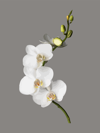 flowersplants-bontanical-watercolor-vector-cover-627837