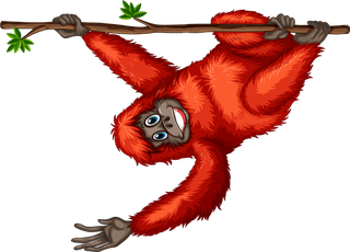 illustrationof-many-orangutans-hanging-on-a-vine-874689